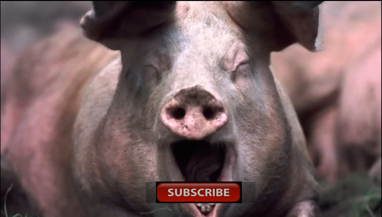 (DUB MODE) Pig Squealing Sound - realsoundFX